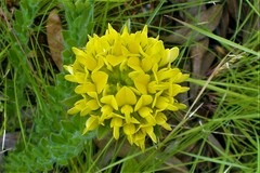 Leobordea