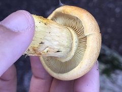 Gymnopilus subspectabilis