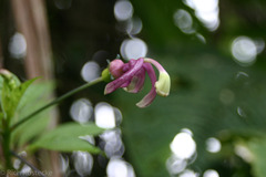 Burmeistera cyclostigmata