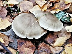 Tricholoma saponaceum