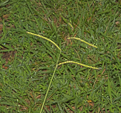 Paspalum dilatatum