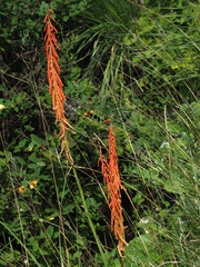 Kniphofia angustifolia