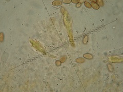 Hypholoma ericaeoides