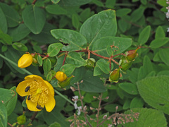 Hypericum forrestii