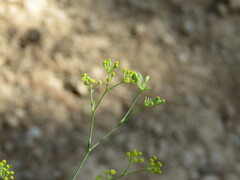 Bupleurum rigidum