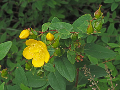 Hypericum forrestii