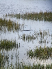 Trichechus manatus