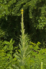 Verbascum thapsus