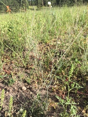 Eriogonum polycladon