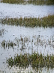 Trichechus manatus