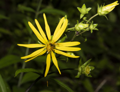 Silphium asteriscus trifoliatum