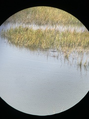 Trichechus manatus