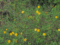 Hypericum forrestii