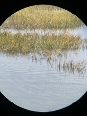 Trichechus manatus