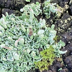 Cladonia digitata