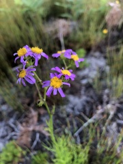 Senecio elegans