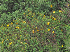 Hypericum forrestii