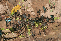 Graphium doson axion