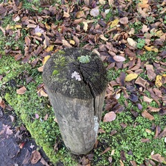 Cladonia digitata