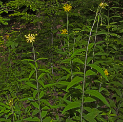 Silphium asteriscus trifoliatum