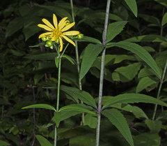 Silphium asteriscus trifoliatum