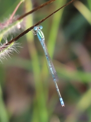 Pseudagrion decorum