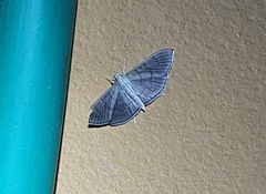 Poliobotys ablactalis