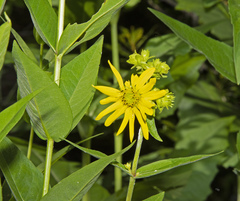 Silphium asteriscus trifoliatum