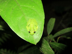 Espadarana prosoblepon