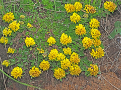 Leobordea