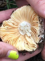Amanita novinupta