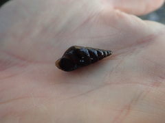 Semisulcospira