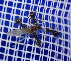 Dolichoderus