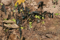 Graphium doson axion