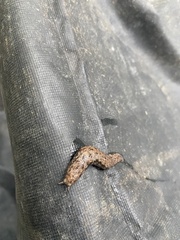 Limax maximus