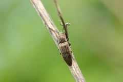 Actenicerus siaelandicus