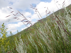 Monocymbium ceresiiforme