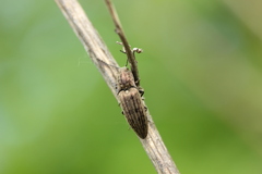 Actenicerus siaelandicus