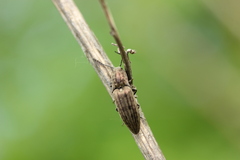 Actenicerus siaelandicus