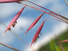 Monocymbium ceresiiforme