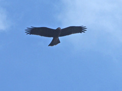 Milvus migrans migrans