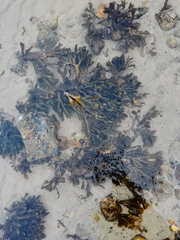 Fucus vesiculosus