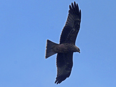 Milvus migrans migrans