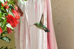 Chlorostilbon lucidus