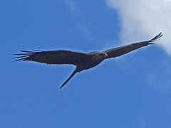 Milvus migrans migrans