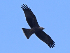 Milvus migrans migrans