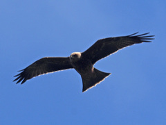 Milvus migrans migrans