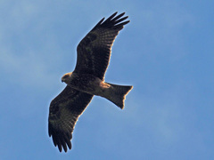 Milvus migrans migrans