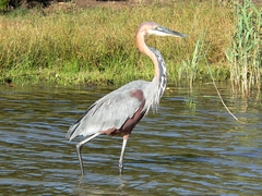 Ardea goliath