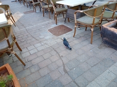 Columba livia domestica